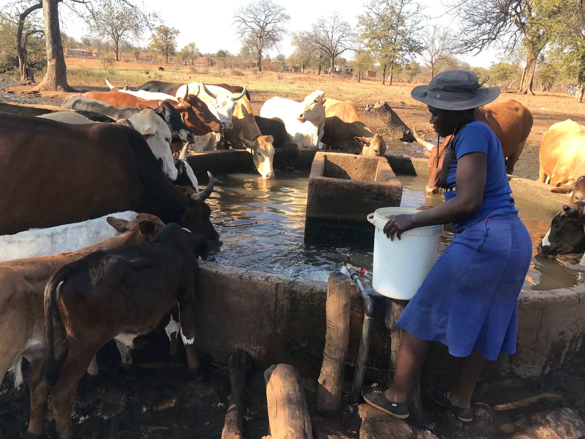 Masvingo flood survivors drink untreated water